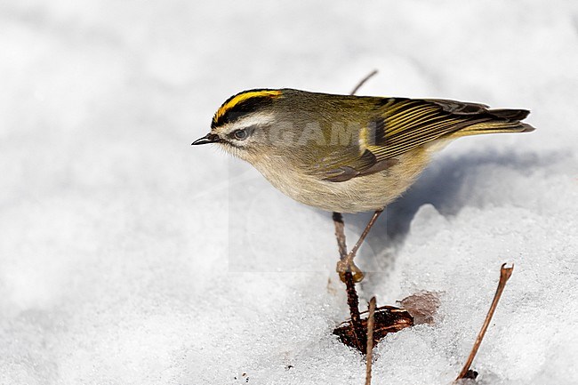 A Golden-crowned Kinglet is a bird that is normally higher up at the trees, but one is looking for some food on the snow covered ground at UBC, Vancouver, British Colombia, Canada stock-image by Agami/Jacob Garvelink,