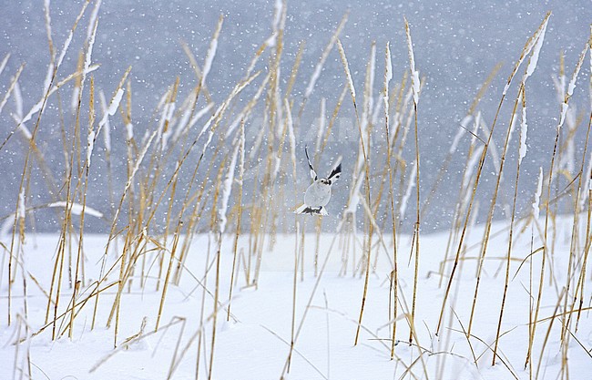 Snow Bunting; Plectrophenax nivalis stock-image by Agami/Jari Peltomäki,