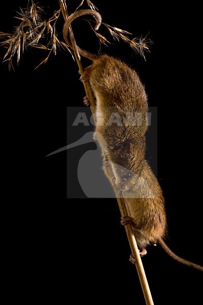 Dwergmuis in rietpluim; Harvest Mouse in reed stem stock-image by Agami/Theo Douma,