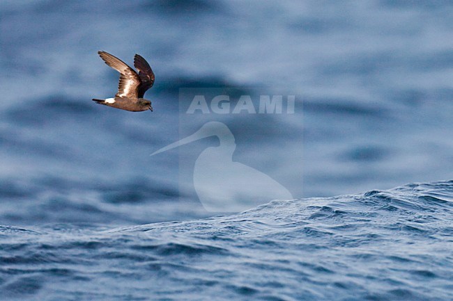 Stormvogeltje in de vlucht; European Storm-Petrel in flight stock-image by Agami/Arnold Meijer,