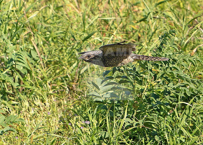 Grey Nightjar (Caprimulgus jotaka) during autumn migration in Mongolia. stock-image by Agami/Dani Lopez-Velasco,