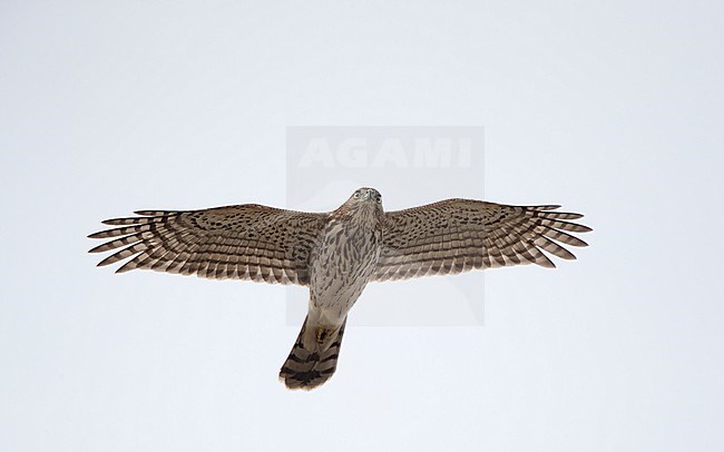 Juvenile Cooper's Hawk (Accipiter cooperii) in flight at migration at Cape May, New Jersey, USA stock-image by Agami/Helge Sorensen,