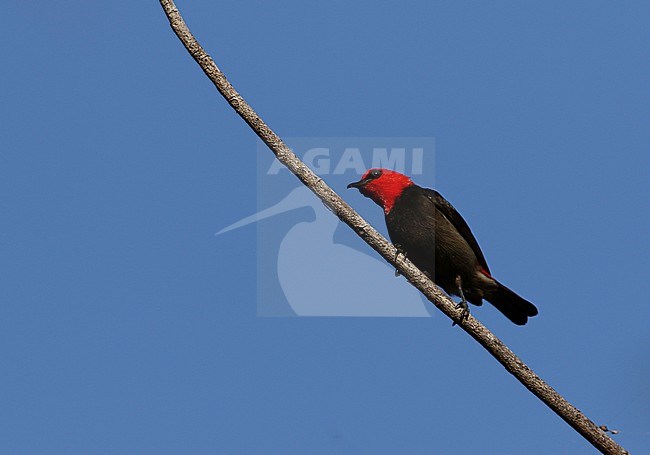 Sumba Myzomela (Myzomela dammermani) perched on a branch against a blue sky as background on Sumba, Indonesia. stock-image by Agami/James Eaton,