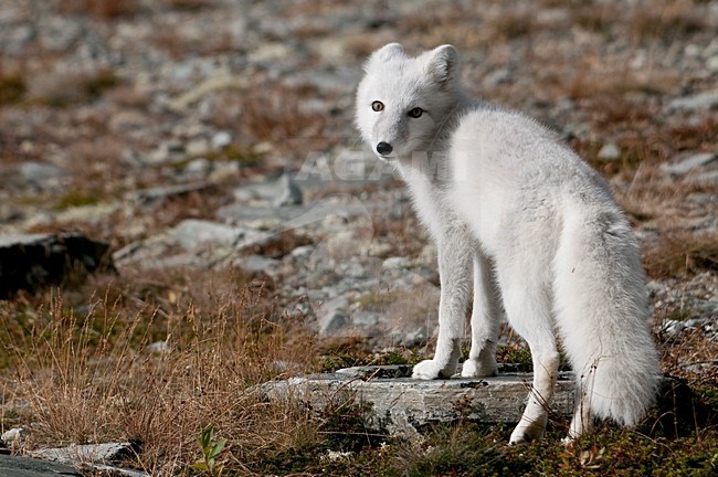 Poolvos in wintervacht; Arctic Fox in winter coat stock-image by Agami/Han Bouwmeester,