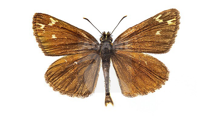 Large Chequered Skipper, Heteropterus morpheus stock-image by Agami/Wil Leurs,