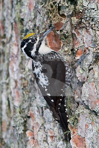 Drieteenspecht in Oostenrijkse Alpen; Three-toed Woodpecker ( Picoides tridactylus alpinus) in Austrian Alps stock-image by Agami/Ralph Martin,