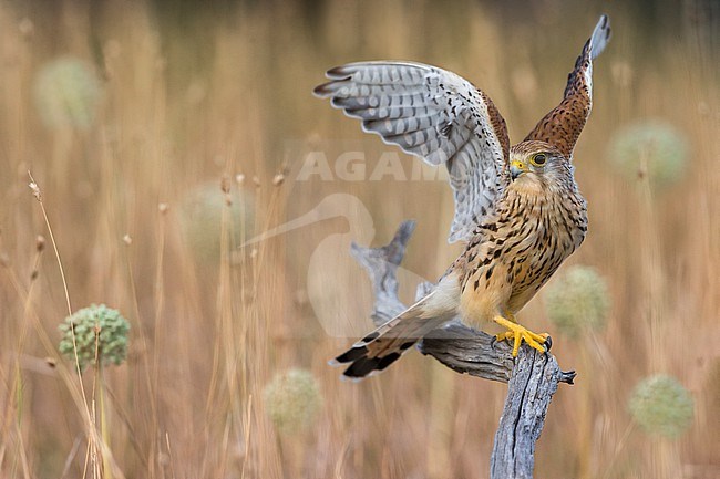 Female Common Kestrel (Falco tinnunculus) in Italy. Perched on a wooden pole in an agricultural field. stock-image by Agami/Daniele Occhiato,