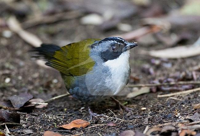 Grijsbrauwstruikgors zittend op de bosbodem; Gray-browed Brush-Finch sitting on the forest floor stock-image by Agami/Marc Guyt,