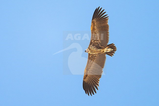 Lappet-faced Vulture (Torgos tracheliotos) wintering in Oman. stock-image by Agami/Sylvain Reyt,