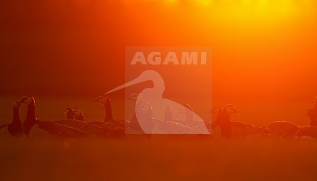 Groep Brandganzen in weiland; Group of Barnacle Geese in meadow stock-image by Agami/Menno van Duijn,