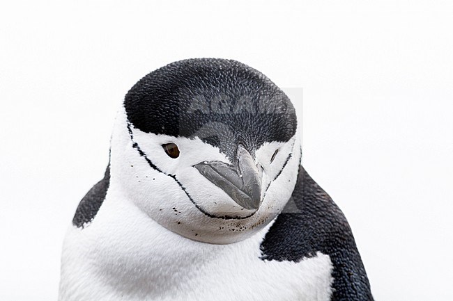 Close up portrait of a chinstrap penguin, Pygoscelis antarcticus, Half Moon Island, Antarctica. Antarctica. stock-image by Agami/Sergio Pitamitz,
