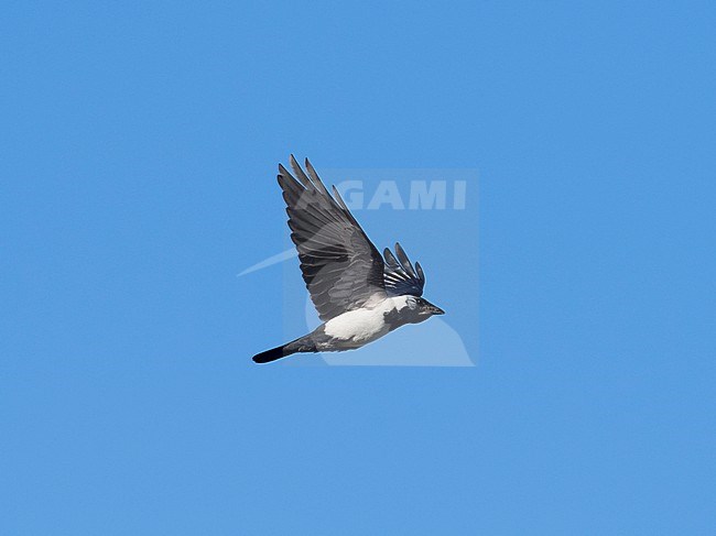 Side view of an adult Daurian Jackdaw (Coloeus dauuricus) in flight.  Mongolia, Asia stock-image by Agami/Markku Rantala,