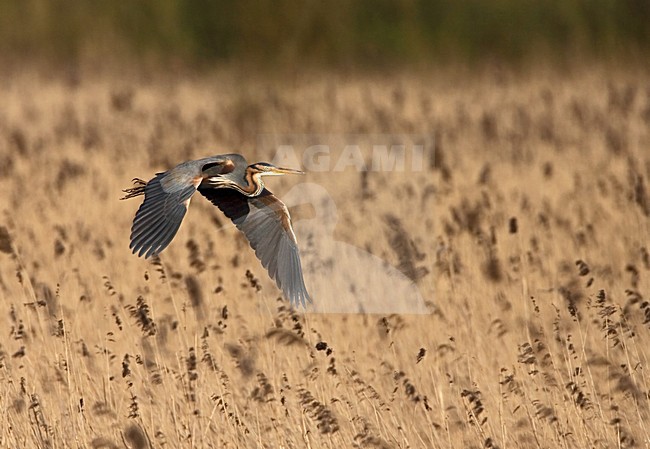 Purple Heron adult flying above reed; Purperreiger volwassen vliegend boven riet stock-image by Agami/Marc Guyt,