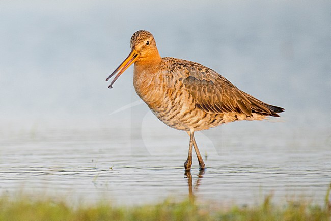 Grutto's op Marken, Black-tailed Godwits on Marken stock-image by Agami/Rob Riemer,