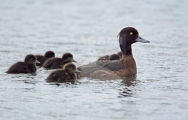 Tufted Duck (Aythya fulica) Espoo Finland June 2003 stock-image by Agami/Markus Varesvuo,