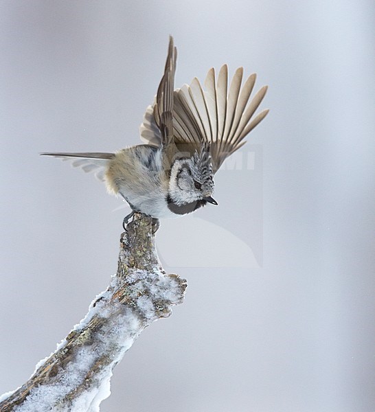 Crested Tit Finland
Toyhtotiainen Kuusamo
Parus cristatus stock-image by Agami/Tomi Muukkonen,