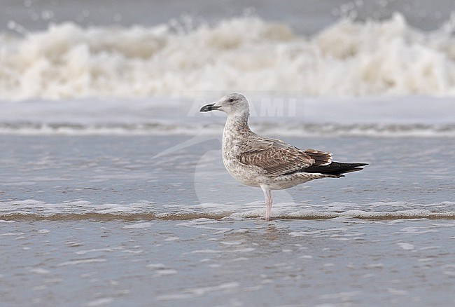 First-winter Caspian Gull (Larus cachinnans) standing on the beach at Noordwijk in the Netherlands during early October. stock-image by Agami/Casper Zuijderduijn,