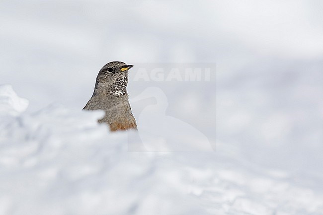 Alpine Accentor (Prunella collaris) sitting in a snow coverd moutain landscape in the swiss alps. stock-image by Agami/Marcel Burkhardt,