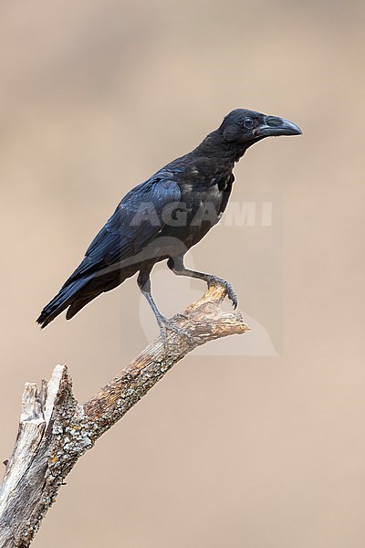 Common Raven (Corvus corax hispanus), individual perched on a dead tree, Basilicata, Italy stock-image by Agami/Saverio Gatto,