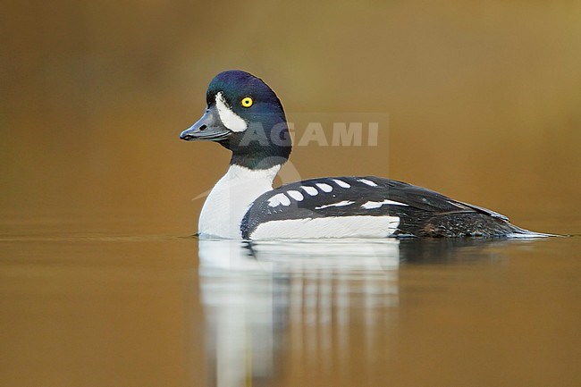 Barrow's Goldeneye (Bucephala islandica) swimming on a pond in the Okanagan Valley, BC, Canada. stock-image by Agami/Glenn Bartley,