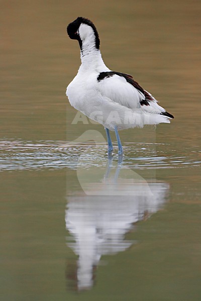Poetsende Kluut; Preening Pied Avocet stock-image by Agami/Daniele Occhiato,