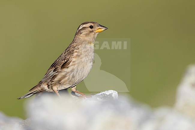 Rock Sparrow (Petronia petronia), adult standing on a rock, Abruzzo, Italy stock-image by Agami/Saverio Gatto,
