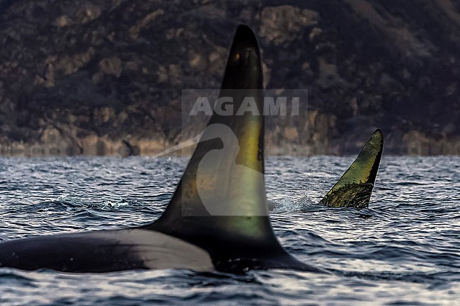Males Killer Whale (Orcinus orca) type 1 aka Orca swimming in Skjervøy, Troms og Finnmark, Norway. stock-image by Agami/Vincent Legrand,
