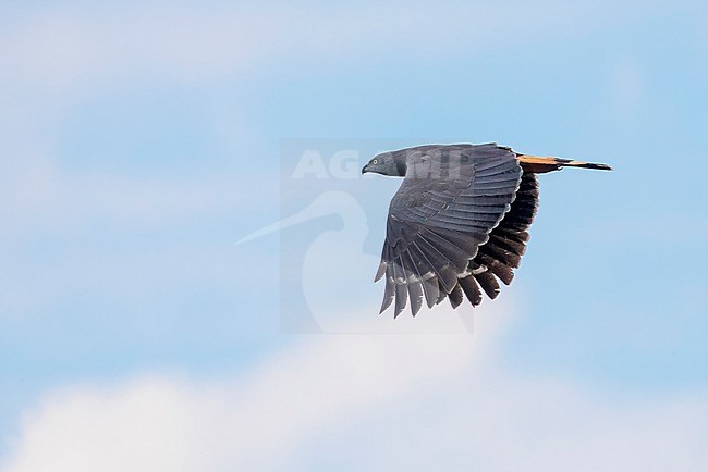 Crane hawk, Geranospiza caerulescens, in the Pantanal, Brazil. stock-image by Agami/David Monticelli,