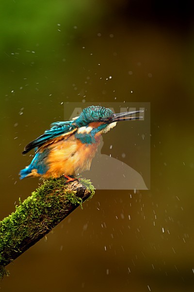 IJsvogel water afschuddend, Common Kingfisher shaking off water stock-image by Agami/Danny Green,