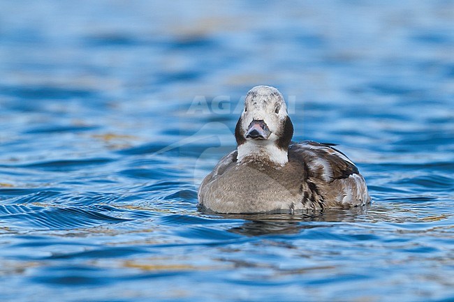 Long-tailed Duck, IJseend, Clangula hyemalis, Norway, 2nd cy male, winter stock-image by Agami/Ralph Martin,