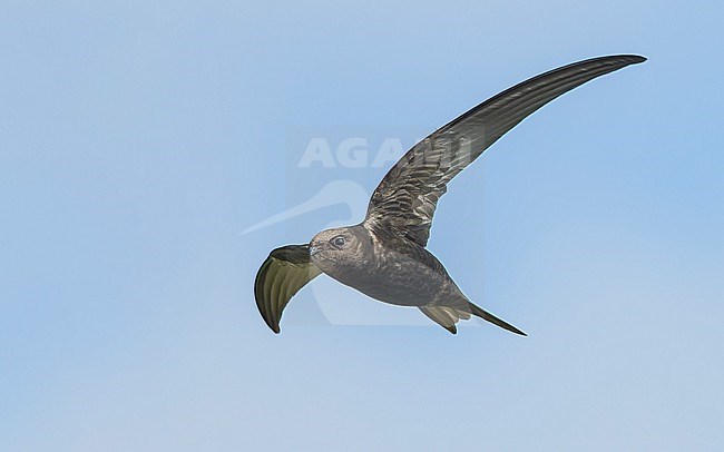 Common swift (Apus apus) in flight stock-image by Agami/Lennart Verheuvel,
