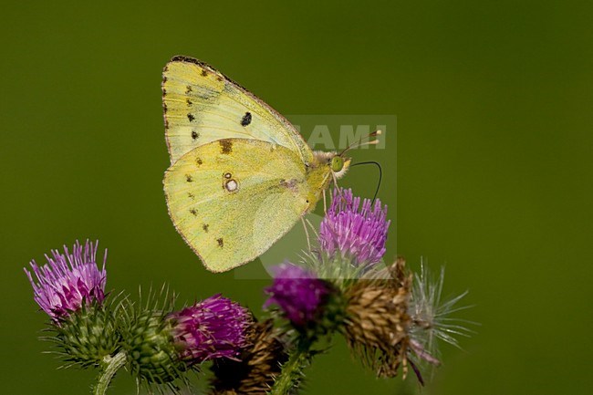Gele Luzernevlinder op een distel; Pale Clouded Yellow on a thistle stock-image by Agami/Arie Ouwerkerk,
