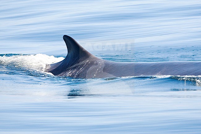 Gewone vinvis; Fin whale stock-image by Agami/Marc Guyt,
