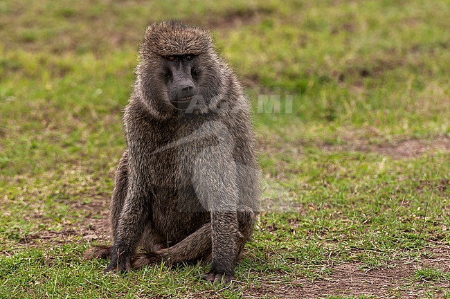 Portrait of an olive baboon, Papio anubis. Masai Mara National Reserve, Kenya. stock-image by Agami/Sergio Pitamitz,