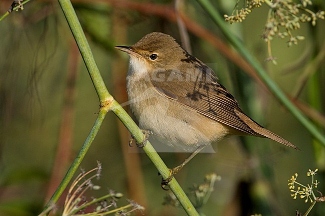 Kleine Karekiet zittend op twijg; Reed Warbler perched on a twig stock-image by Agami/Daniele Occhiato,