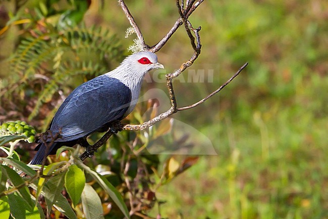 Comoros blue pigeon (Alectroenas sganzini) on Grand Comoro Island, an island in the Indian Ocean off the coast of Africa stock-image by Agami/Dubi Shapiro,
