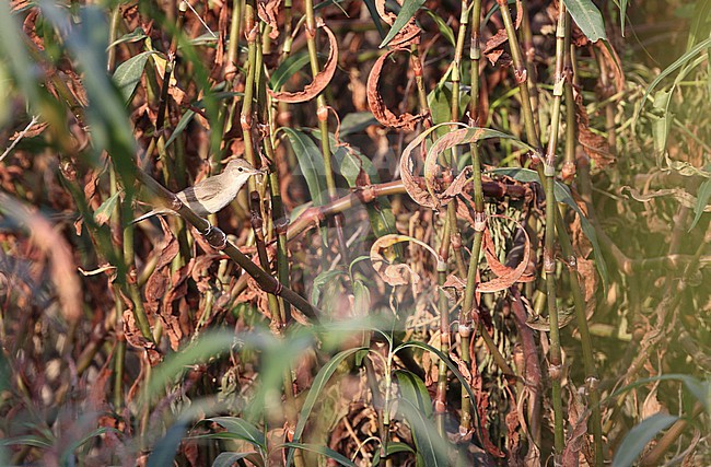 Basra reed warbler (Acrocephalus griseldis) in Iran. stock-image by Agami/James Eaton,