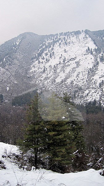 View on snow covered mountain from Dachigam in Srinigar, Kashmir, India stock-image by Agami/James Eaton,