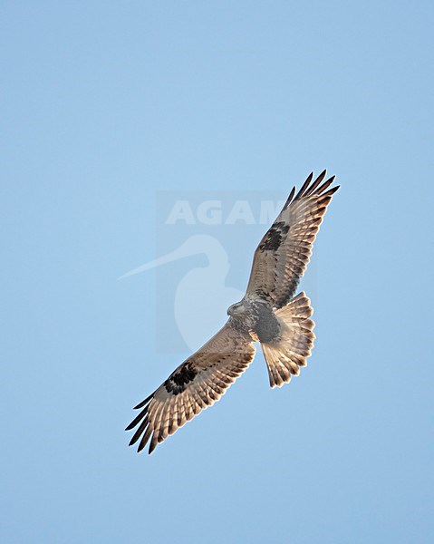 Rough-legged Buzzard flying; Ruigpootbuizerd vliegend stock-image by Agami/Markus Varesvuo,