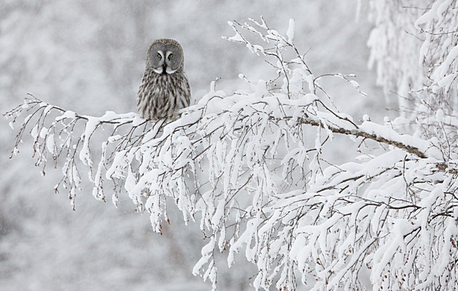 Laplanduil zittend in boom met sneeuw; Great Grey Owl perched in tree with snow stock-image by Agami/Markus Varesvuo,