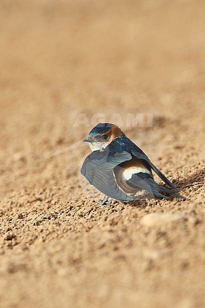 Adult Red-rumped Swallow (Cecropis rufula) in Israel stock-image by Agami/Marc Guyt,