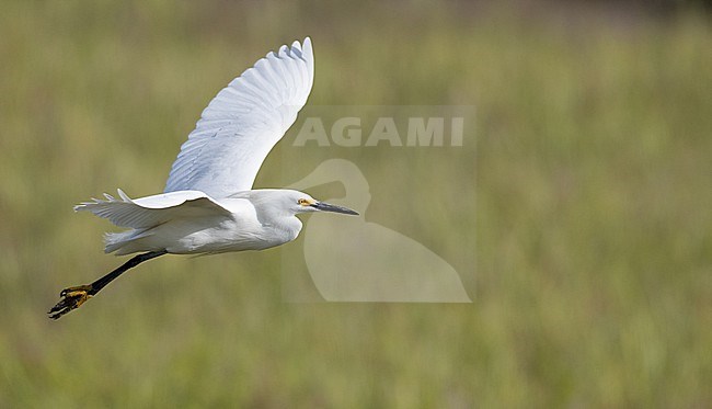 Snowy egret (Egretta thula) adult in flight stock-image by Agami/Ian Davies,