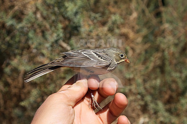 Second calender year female Ortolan Bunting (Emberiza hortulana) in the hand during spring migration, caught on banding station in Eilat, Israel. stock-image by Agami/Christian Brinkman,