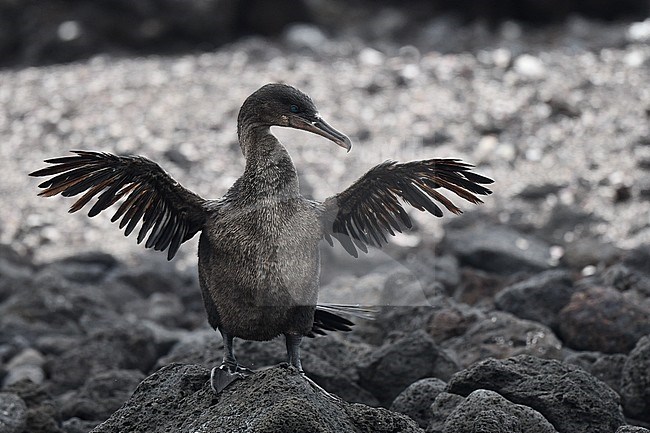 Flightless Cormorant (Nannopterum harrisi) on the island Isabela in the Galapagos islands. Drying its wings. stock-image by Agami/Laurens Steijn,