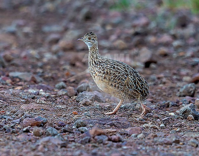 Spotted Nothura, Nothura maculosa maculosa walking across gravel road in Brazil stock-image by Agami/Andy & Gill Swash ,