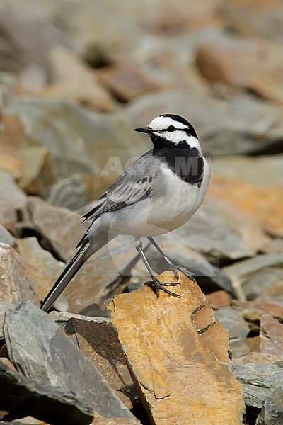 Adult male East Siberian Wagtail (Motacilla ocularis) in breeding plumage. Perched in Seward Peninsula, Alaska, United States. stock-image by Agami/Brian E Small,