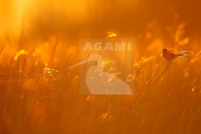 Blauwborst; Bluethroat; stock-image by Agami/Chris van Rijswijk,