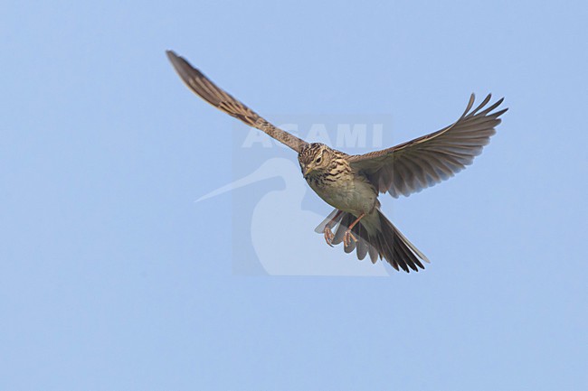 Veldleeuwerik; Eurasian Skylark stock-image by Agami/Daniele Occhiato,
