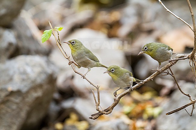 Several Abyssinian White-eyes (Zosterops abyssinica) perched on a horizontal branch in Oman. Group attacking a Puff adder (not shown of photo). Also known as White-breasted white-eye. stock-image by Agami/Ralph Martin,