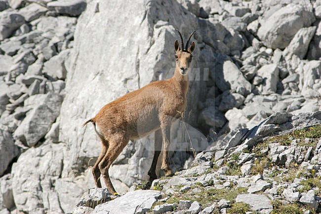 Pyrenean Chamois on rocks Pyrenees Spain, Pyreneese gems op rotsen Pyreneen Spanje stock-image by Agami/Karel Mauer,
